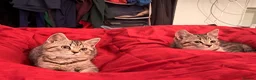 British Shorthair cats for sale: British Shorthair X Kittens - Advert 7