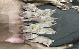 Mastiff dogs for sale: Neapolitan Mix - Image 6