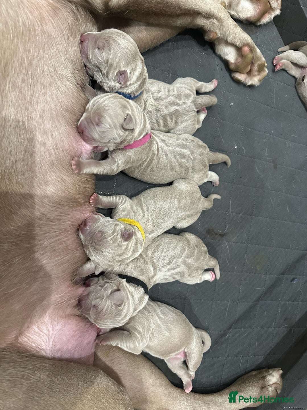 Mastiff dogs for sale: Neapolitan Mix - Image 6