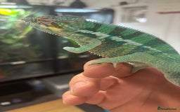 Chameleon reptiles for sale: Ambilobe male chameleon - Image 2