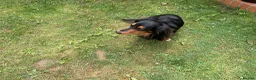 Dachshund dogs for stud: Frankie the long haired minature dachshund - Advert 7