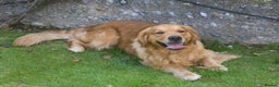 Golden Retriever dogs for stud: Proven Golden Retriever for Stud - Advert 3