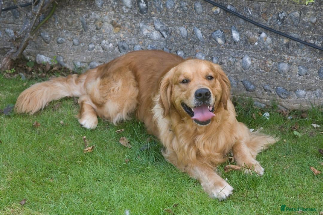 Golden Retriever dogs for stud: Proven Golden Retriever for Stud - Image 3