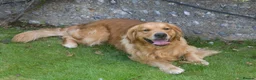 Golden Retriever dogs for stud: Proven Golden Retriever for Stud - Advert 3