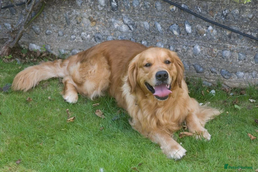 Golden Retriever dogs for stud: Proven Golden Retriever for Stud - Advert 3