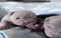 English Bulldog dogs for sale: Self Whelped Healthy English bulldog Babies❤️🤍 - Image 18