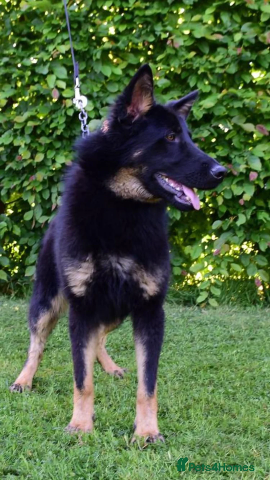 German Shepherd dogs for sale: FCI Registered German Shepherd  in Congleton - Advert 3