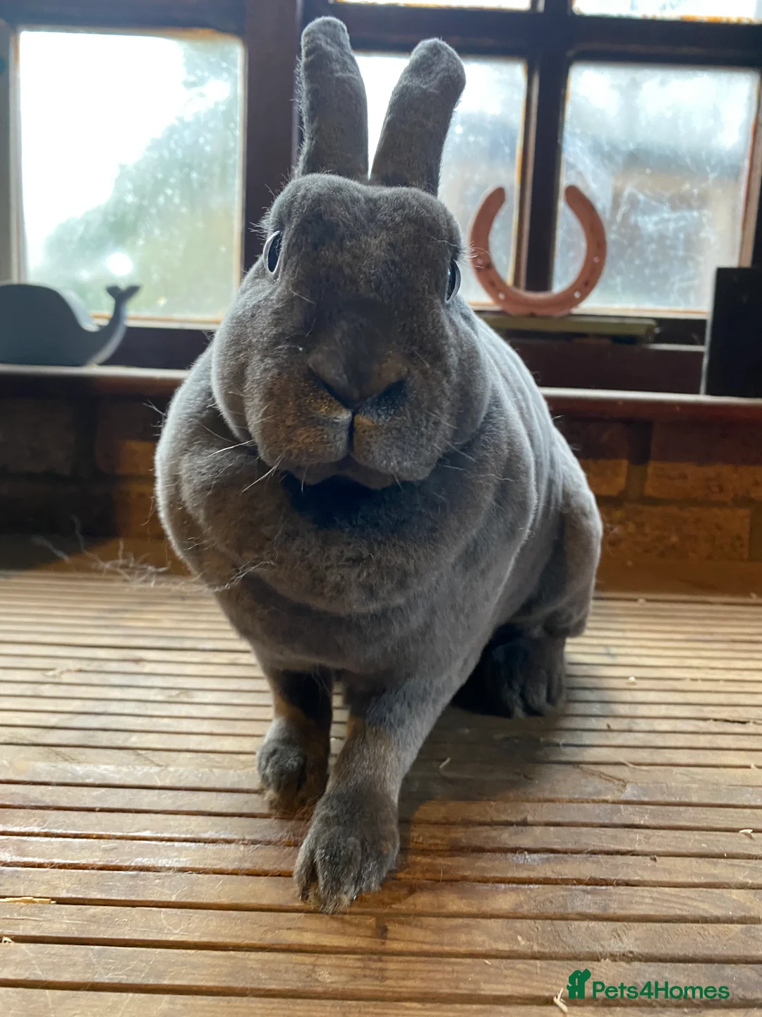 Rex rabbits for sale: Vienna Marked Blue Mini Rex Doe - Advert 4