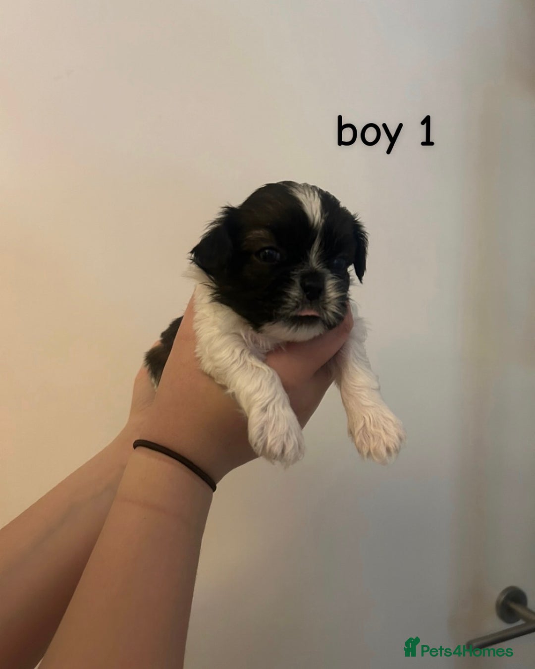 Shih Tzu dogs for sale: 3 adorable shih tzu puppies for sale - Advert 1