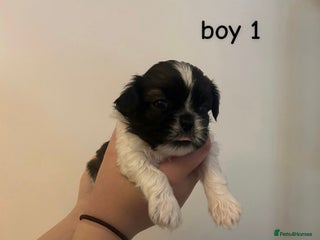 Shih Tzu dogs 3 adorable shih tzu puppies for sale - Advert 1