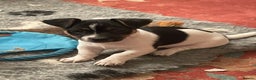 Jack Russell dogs for sale: Jack Russell puppies 8 weeks old - Advert 6