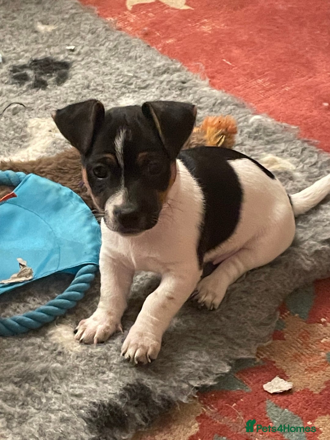 Jack Russell dogs for sale: Jack Russell puppies 8 weeks old - Advert 6