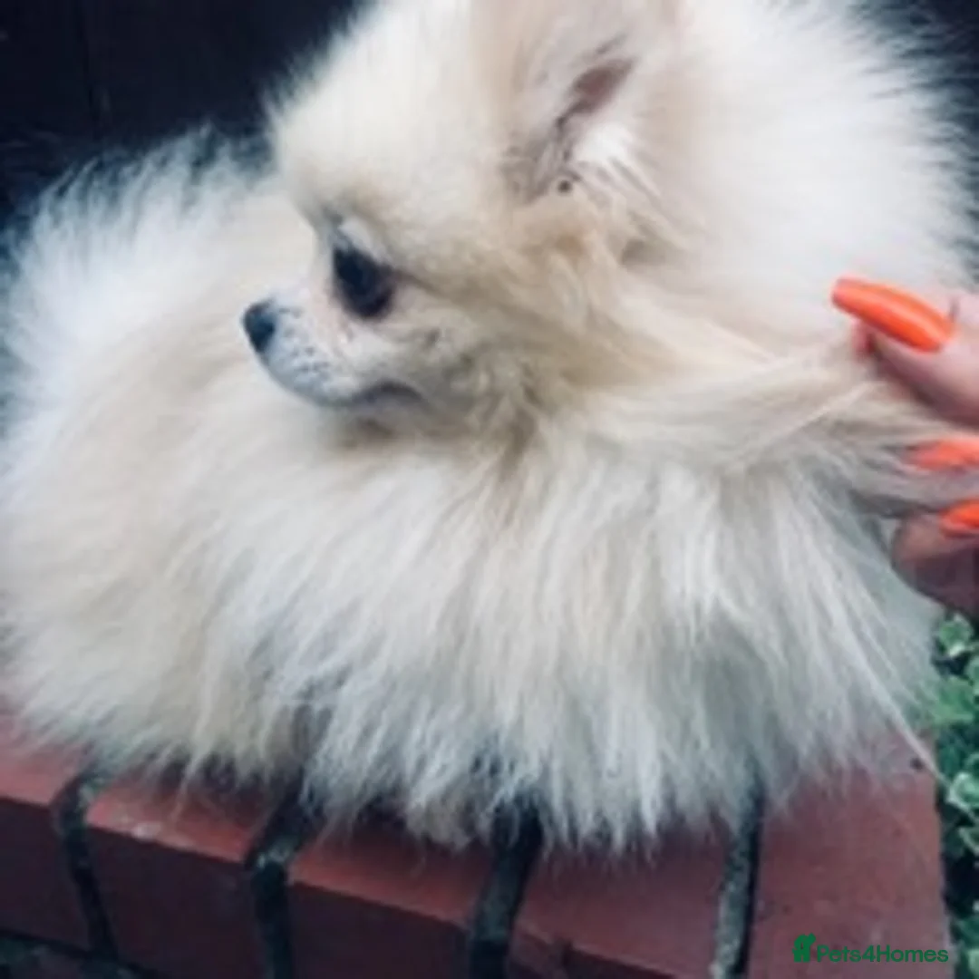 Pomeranian dogs for stud: 1.9kg tiny Proven Ukraine import stud kc reg  in Ferryhill - Advert 6