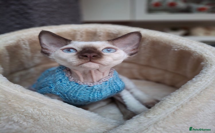 Devon Rex cats - Advert 1