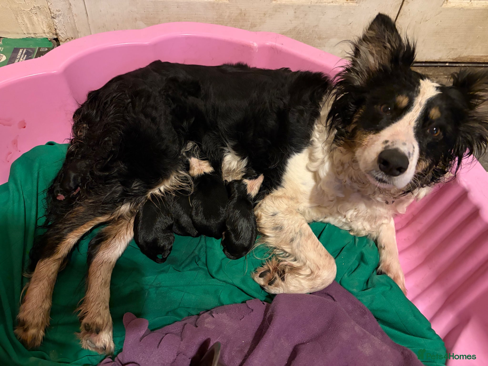 Mixed Breed dogs for sale: Border Collie / Whippet puppies  - Advert 1