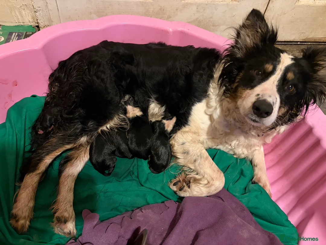 Mixed Breed dogs for sale: Border Collie / Whippet puppies  - Advert 1