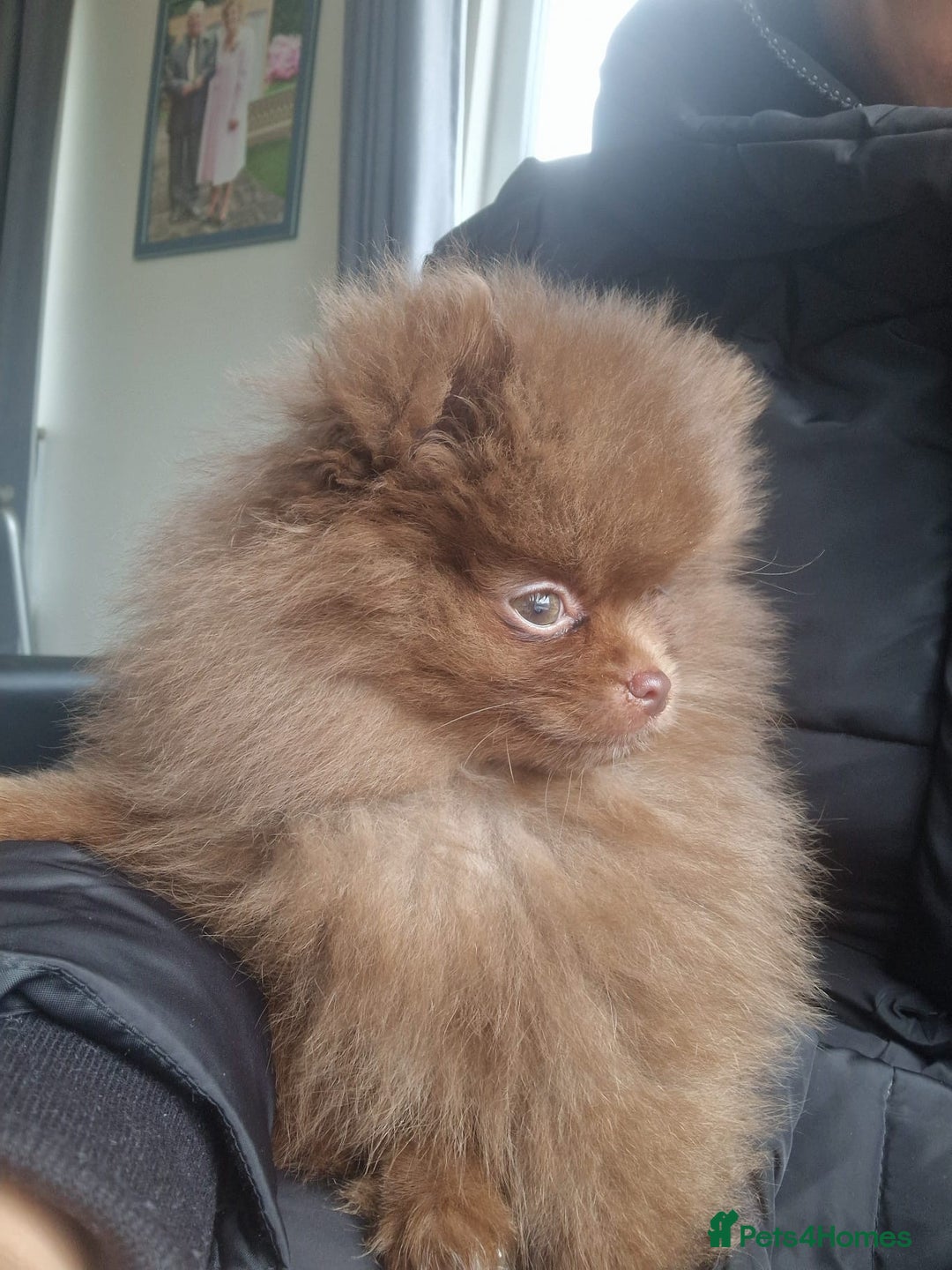 Pomeranian dogs for sale: pomeranian - Image 2