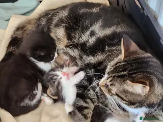 Mixed Breed cats Two beautiful boys - Advert 1