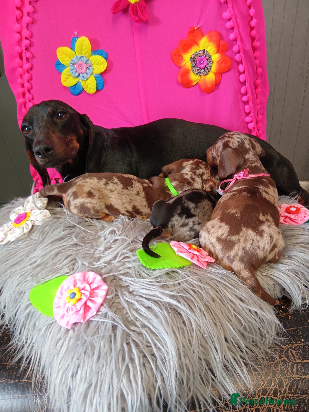 Miniature Dachshund dogs for sale: 3 MINIATURE DUSCHUND PUPPIES  - Image 1