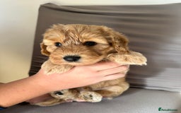 Cockapoo dogs for sale: Adorable Pappy Bread Cockapoo Puppies F2 - Image 28