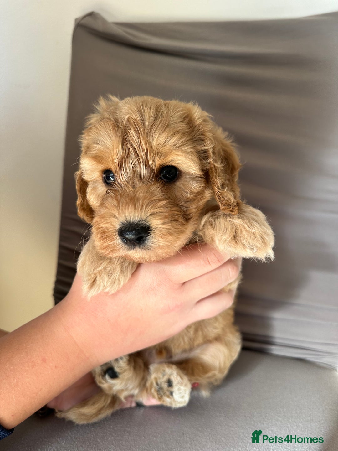 Cockapoo dogs for sale: Adorable Pappy Bread Cockapoo Puppies F2 - Image 28