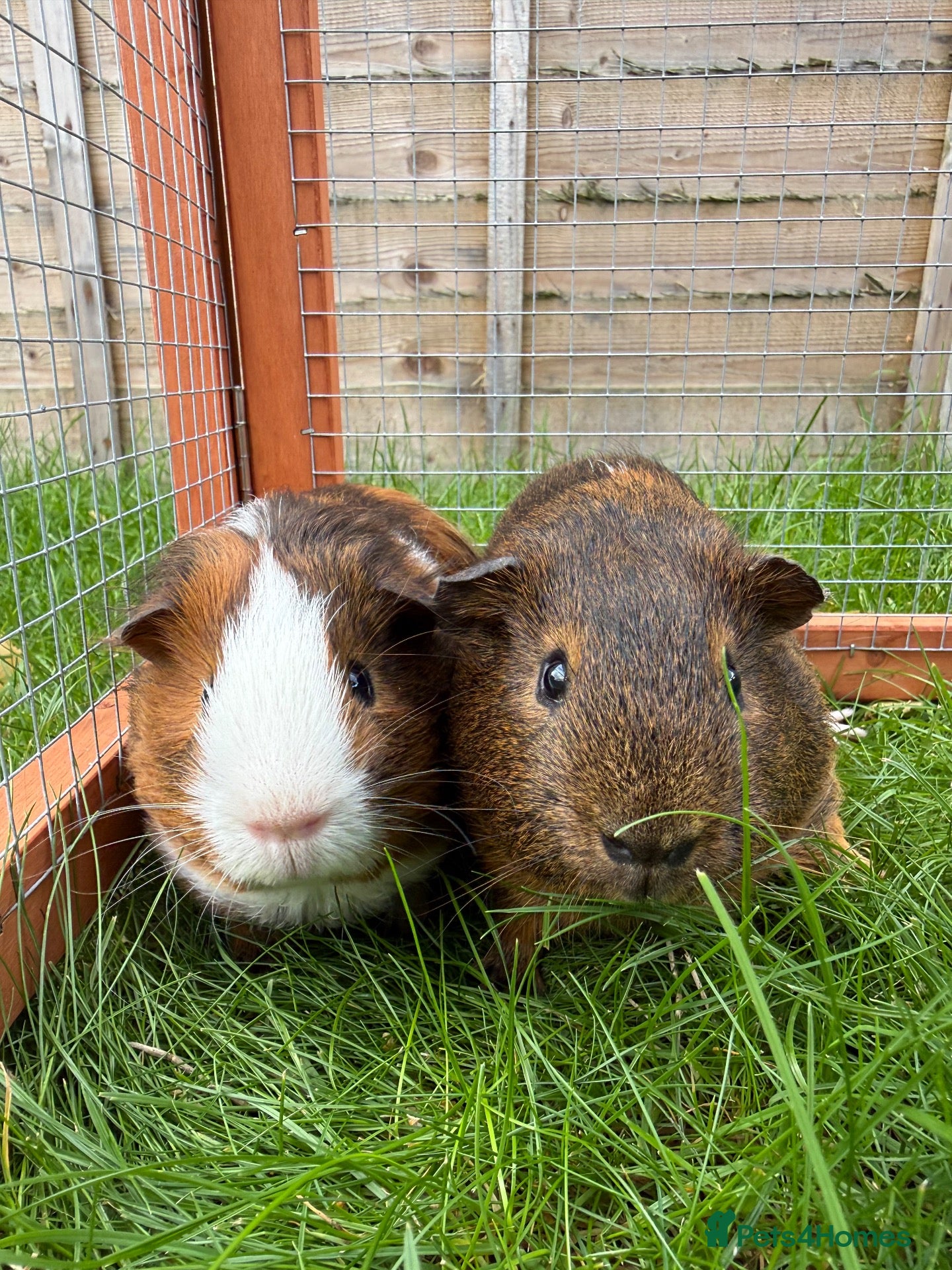 Guinea Pig rodents Baby guinea pigs! - Advert 1