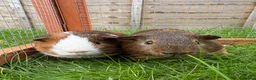 Guinea Pig rodents for sale: Baby guinea pigs! - Advert 1