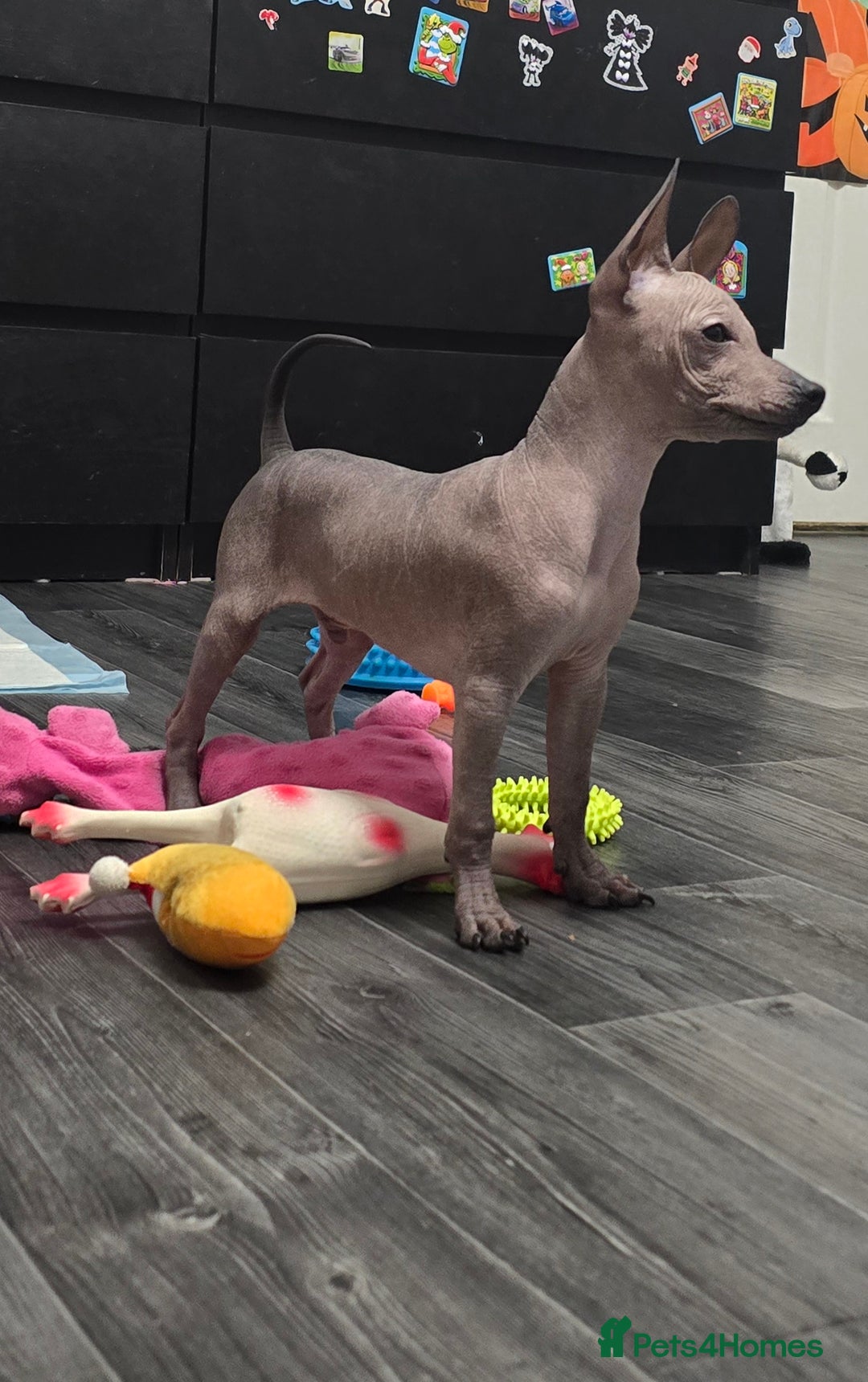 Mexican Hairless dogs for sale: XOLO Last two boys RKC registered.Liver and black  - Advert 2
