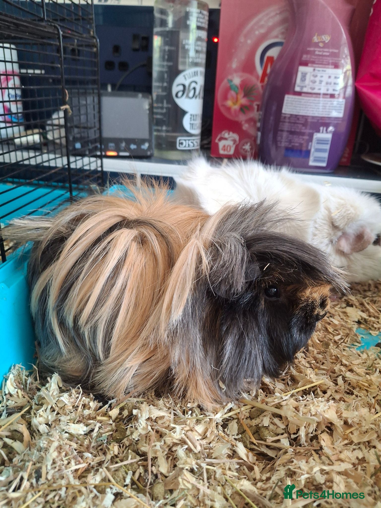 Guinea Pig rodents guinea pigs sows - Advert 23