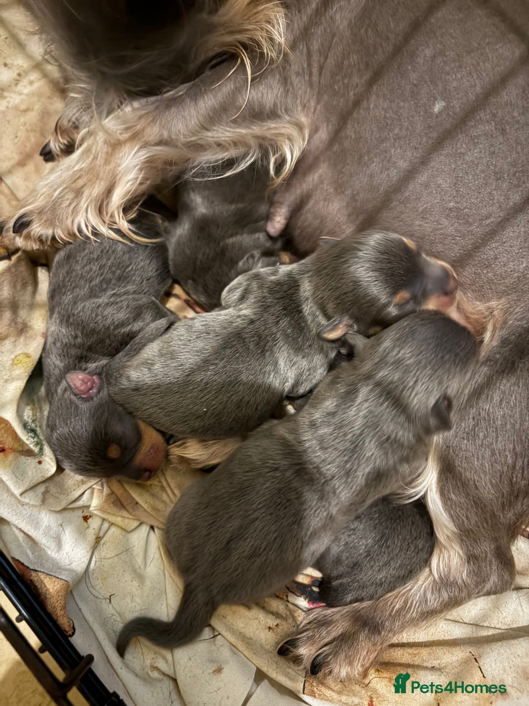 Mixed Breed dogs for sale: Mixed breed puppies  - Image 1