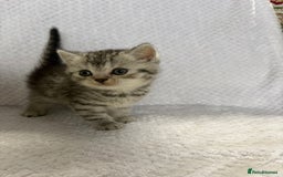 British Shorthair cats for sale: Gorgeous British shorthairs - Image 12