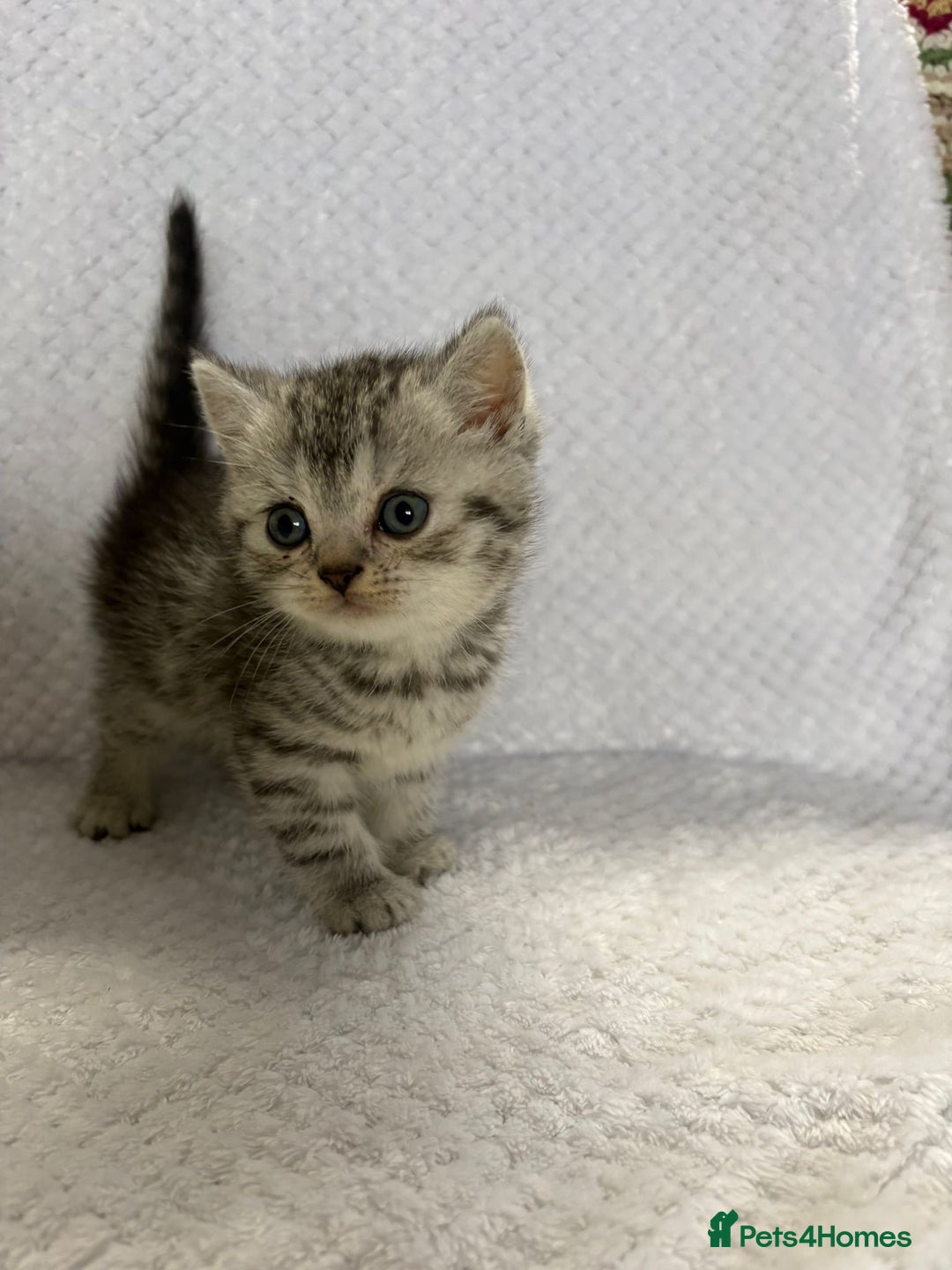 British Shorthair cats for sale: Gorgeous British shorthairs - Image 12