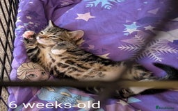 Bengal cats for sale: Male kitten Bengal X Calico  - Image 2