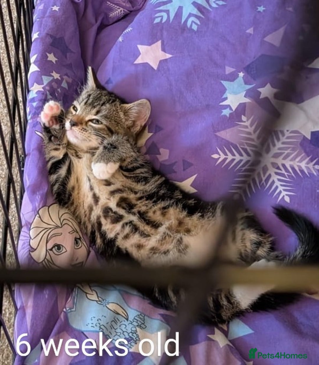 Bengal cats for sale: Male kitten Bengal X Calico  - Image 2