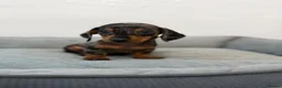 Dachshund dogs for sale: Miniature Dachshund  - Advert 10