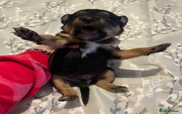 Mixed Breed dogs for sale: Sprollies - Image 6