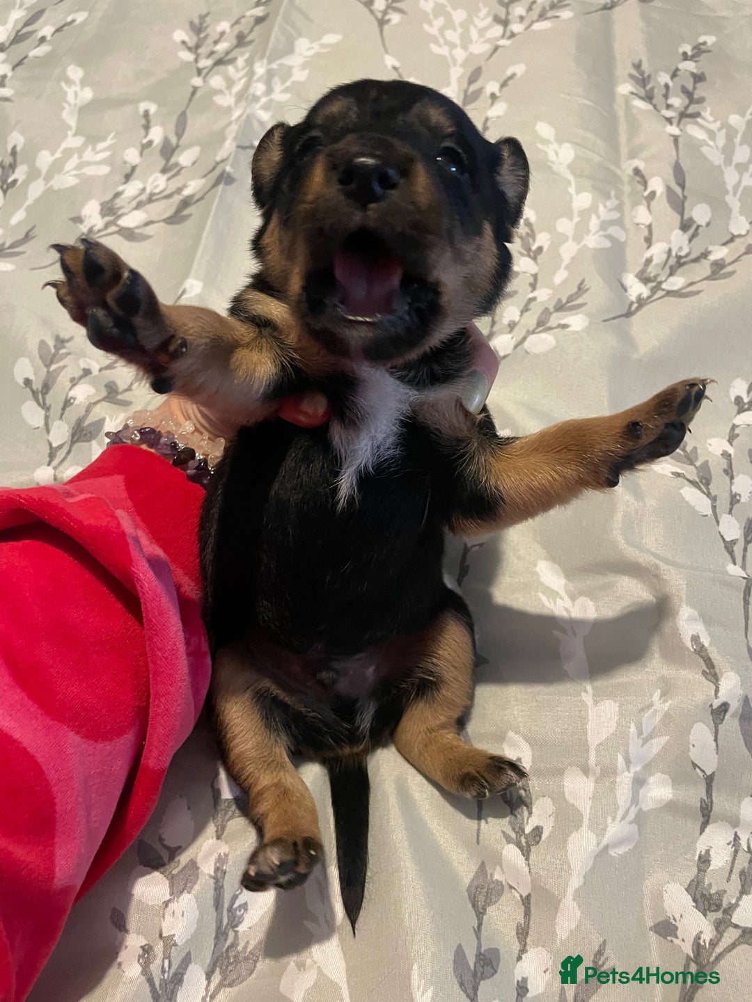 Mixed Breed dogs for sale: Sprollies - Image 6