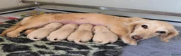 Miniature Dachshund dogs for sale: Beautuful princess kc cream long coat  - Advert 10