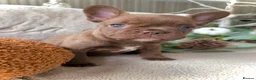 French Bulldog dogs for sale: Kc registered french bulldogs READY TO LEAVE  - Advert 33