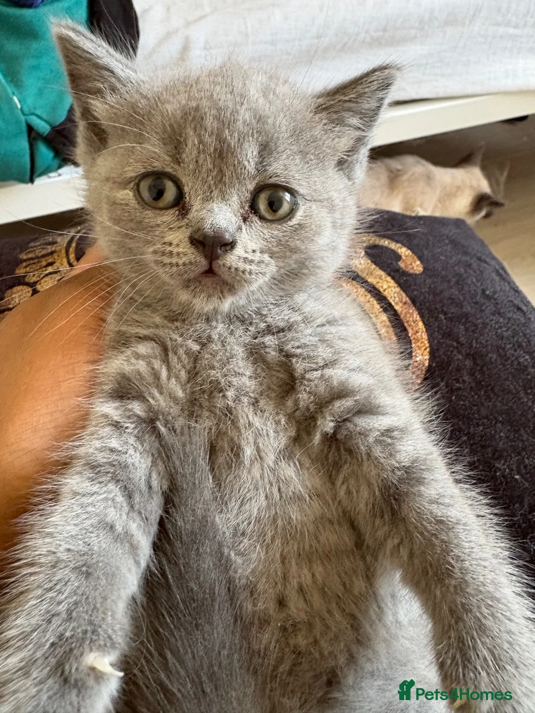 British Shorthair cats for sale: Beautiful British Blue Kittens 🩶 - Advert 6