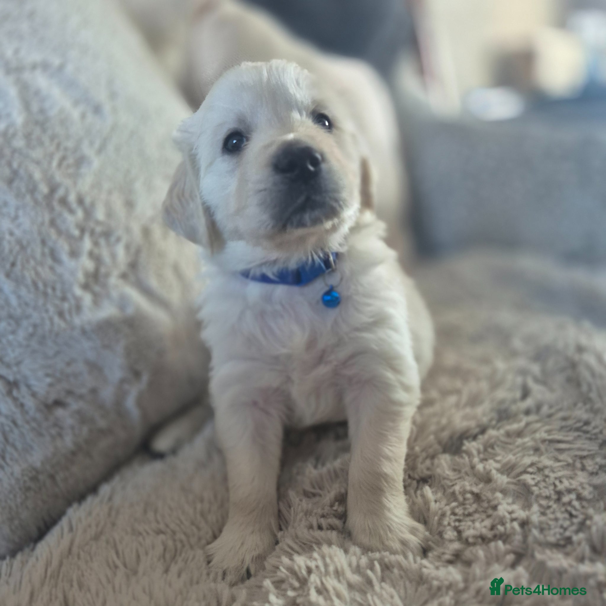 Golden Retriever dogs Beautiful Golden retriever Puppies - Advert 15