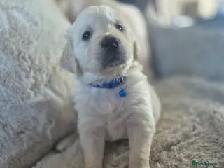 Golden Retriever dogs Beautiful Golden retriever Puppies - Advert 15