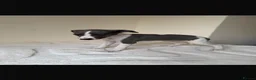Whippet dogs for sale: Beautiful KC Registered Whippet pups for sale in Whitehaven - Advert 17