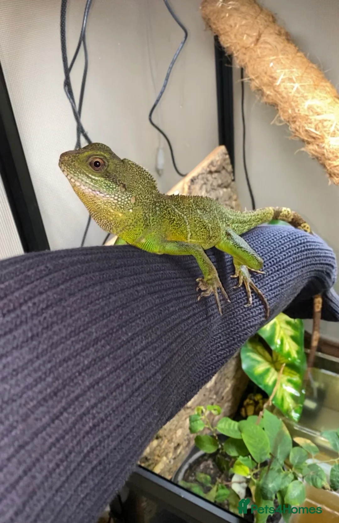 Lizard reptiles for sale: Chinese water dragon  in Cardiff - Advert 2