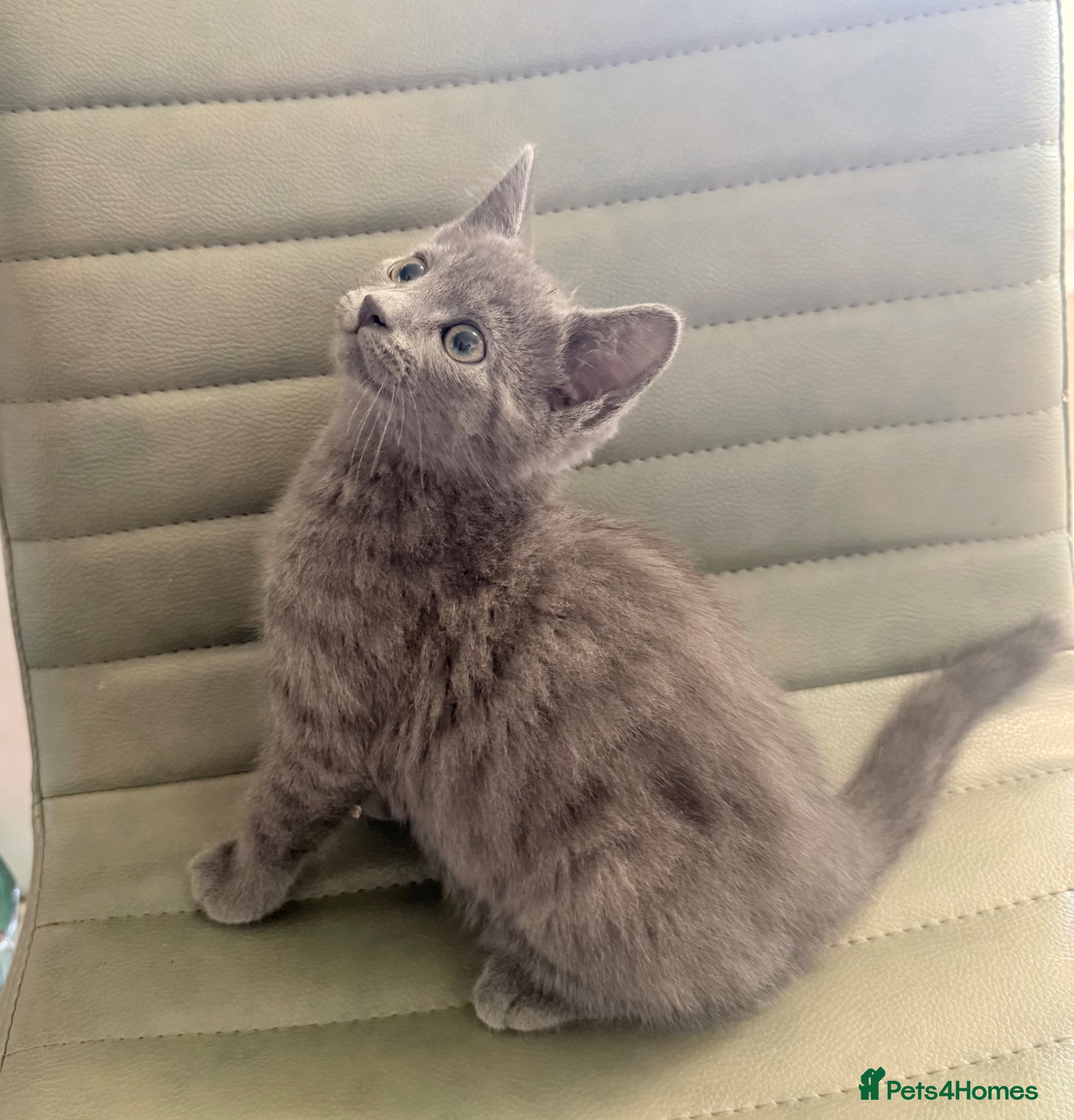 Mixed Breed cats Stunning BSH cross, Ready Now - Advert 6