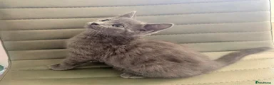 Blue/Grey Kitten 