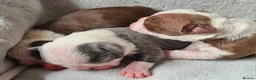 Boston Terrier dogs for sale: Beautiful Boston terrier pups  - Advert 9