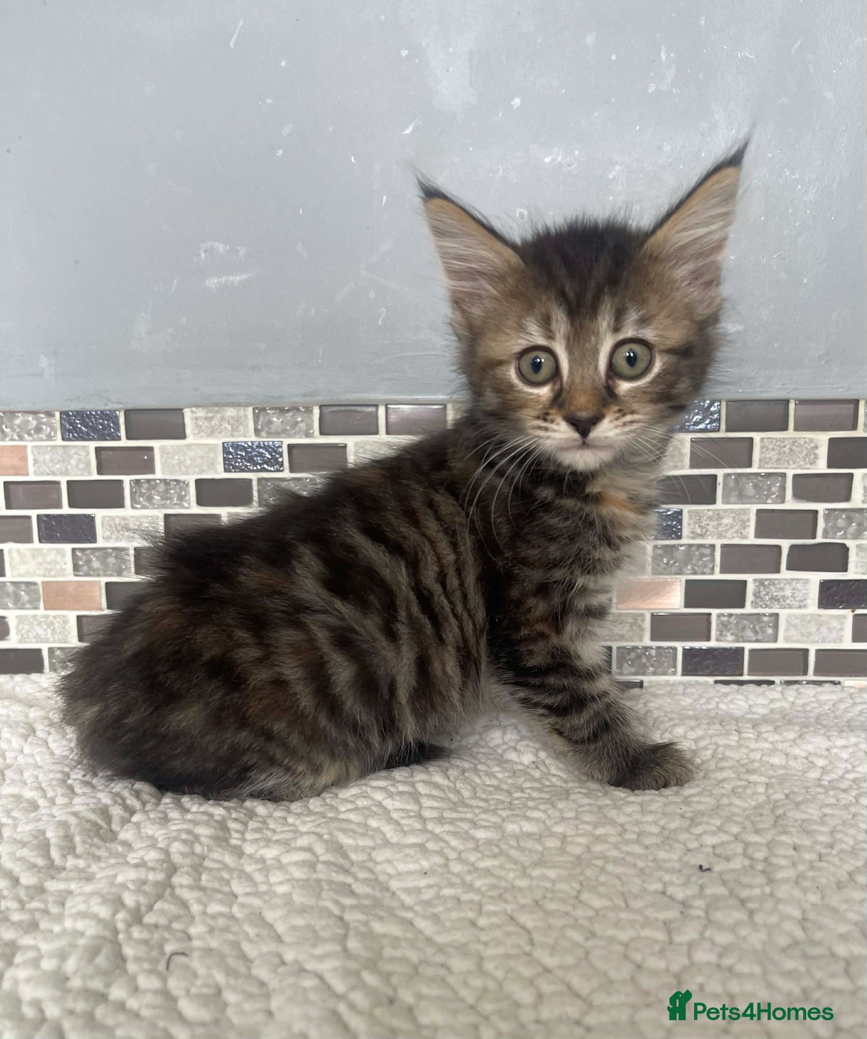 Mixed Breed cats 7 Beautiful Kittens READY NOW - Advert 2