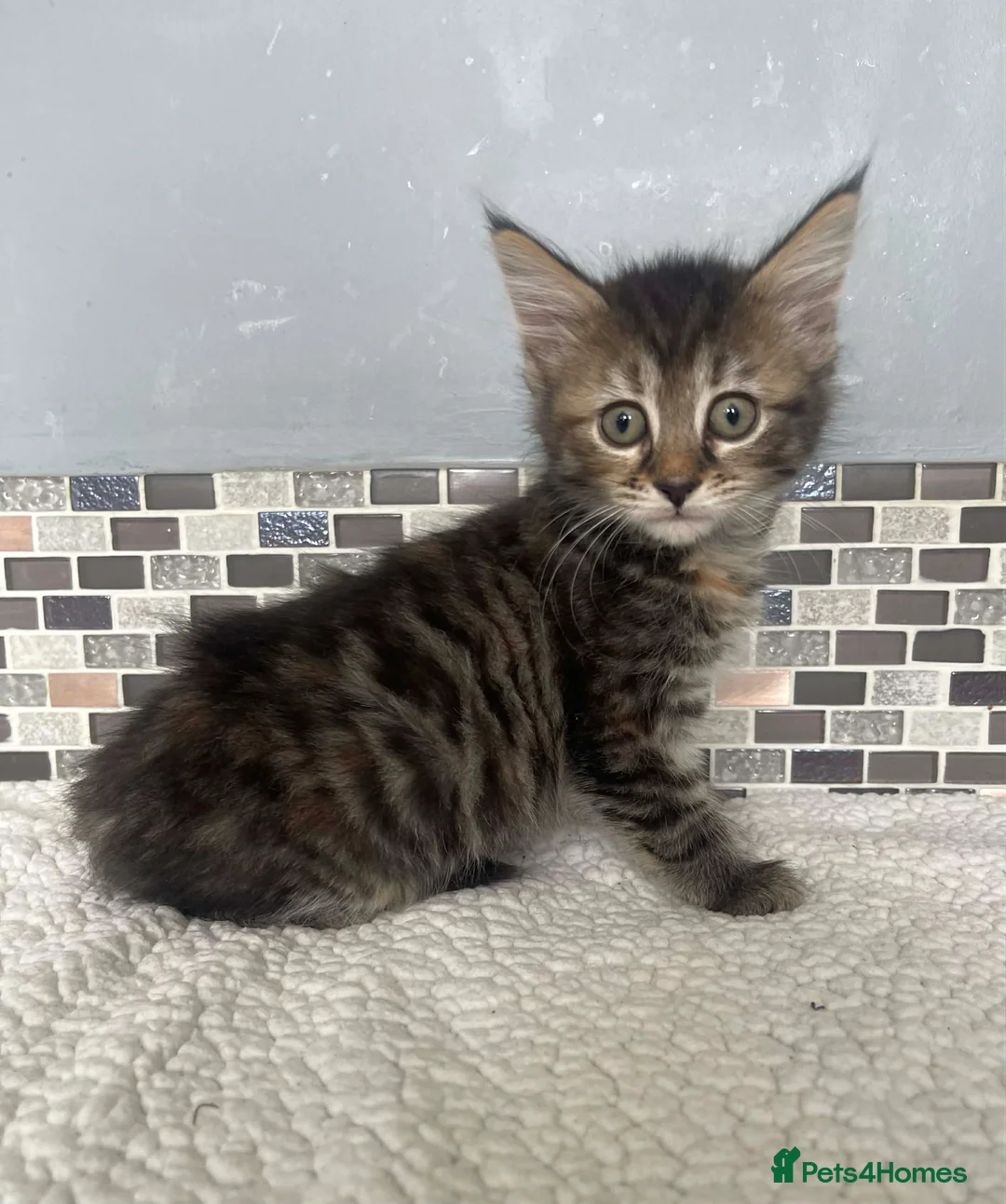 Mixed Breed cats for sale: 7 Beautiful Kittens READY NOW in Wembley - Advert 1