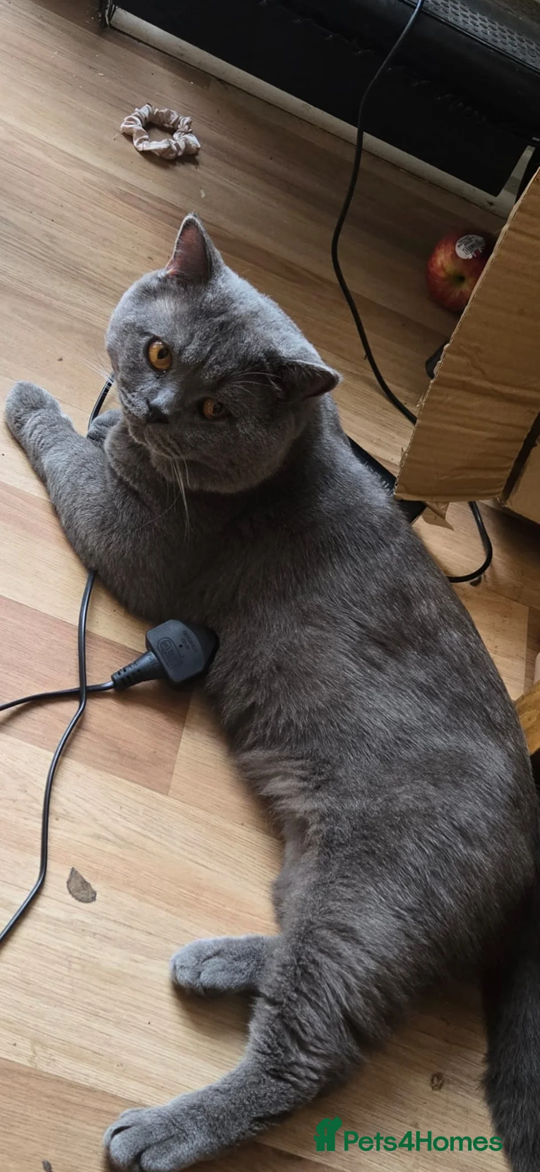 British Shorthair cats for sale: British Blue Male GCCF & TICA REGISTERED  - Advert 2